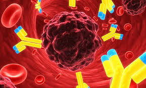 Anticuerpos monoclonales podrían ser una alternativa contra el Coronavirus hasta que haya vacuna Anticuerpos monoclonales podrían ser una alternativa contra el Coronavirus hasta que haya vacuna