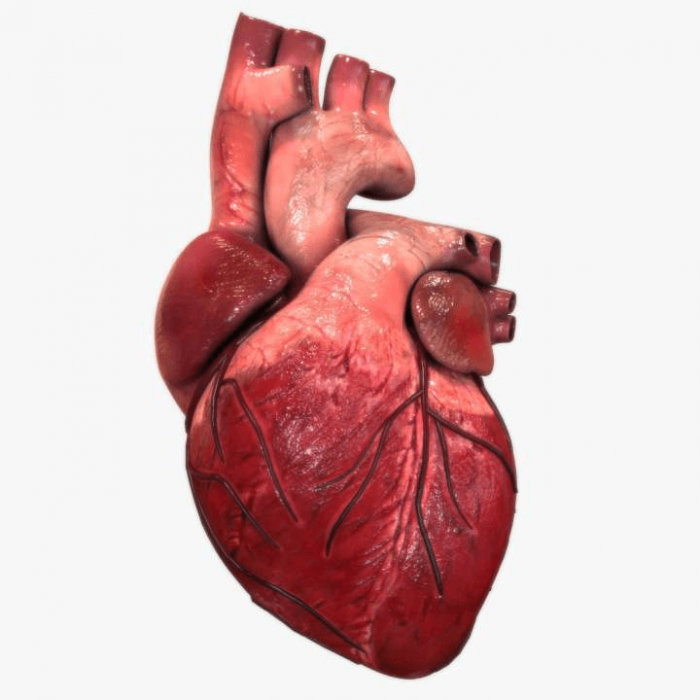 El atlas más completo del corazón humano desvela sus secretos más ocultos