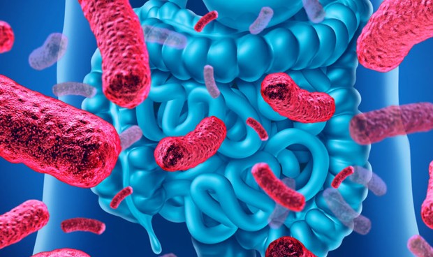 El microbioma intestinal protege frente a la predisposición genética a la leucemia