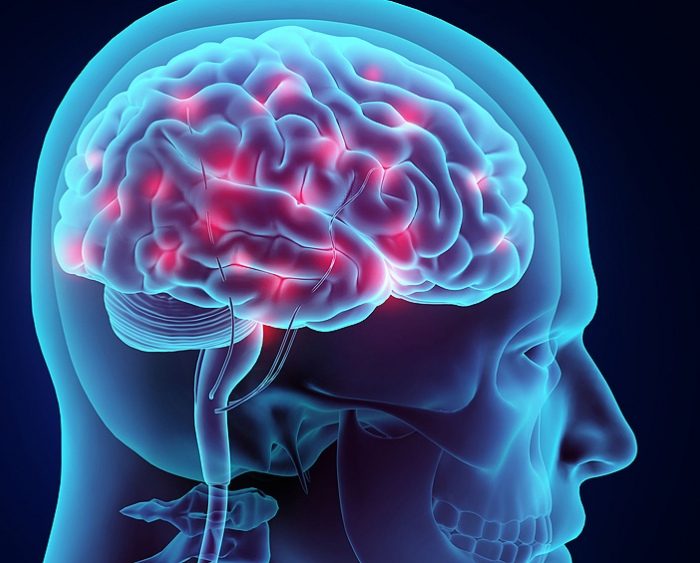 Revelan mecanismos de la red de neuronas que regulan el sueño y la vigilia Revelan mecanismos de la red de neuronas que regulan el sueño y la vigilia