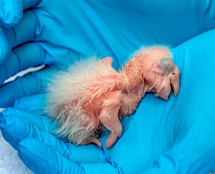 Nacieron tres guacamayos rojos en el Iberá, un “gran paso” para recuperar la especie Nacieron tres guacamayos rojos en el Iberá, un “gran paso” para recuperar la especie