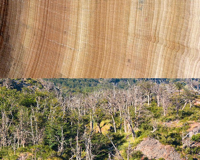 Los árboles crecen más rápido pero mueren antes a causa del calentamiento global