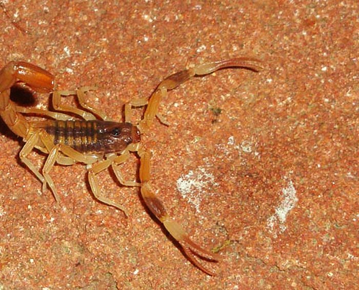 Con la llegada de altas temperaturas, advierten por arañas y alacranes en ambientes abiertos