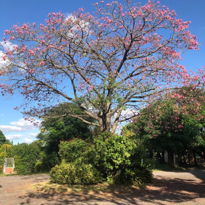Los árboles porteños modificaron su ciclo biológico por el cambio climático