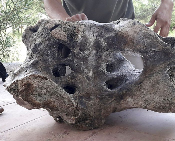 Paleontólogos, entusiasmados con el primer hallazgo de fósiles de un perezoso gigante