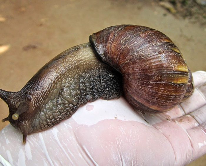 Cómo identificar y cuidarse del caracol gigante africano