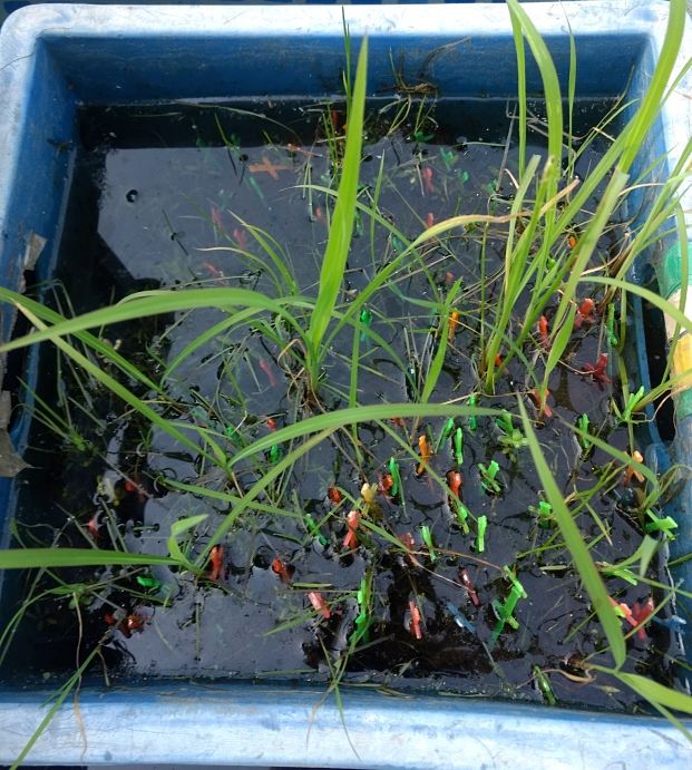 Las inundaciones extienden el período en que emergen las malezas