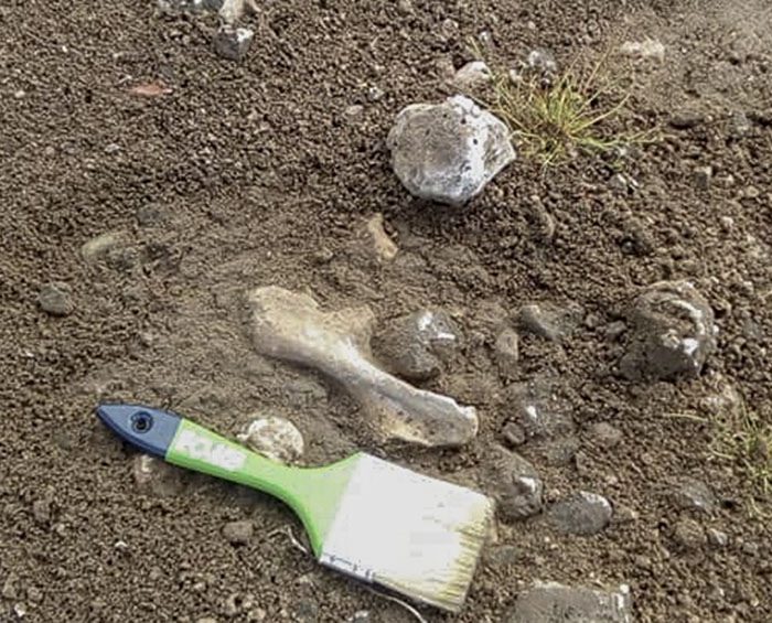 Hallan restos fósiles de un dinosaurio herbívoro de 100 millones de años
