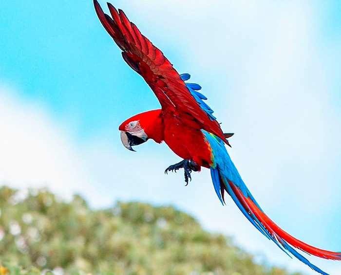 Vuelan en Corrientes guacamayos rojos, una especie que estaba extinta hace más de 170 años