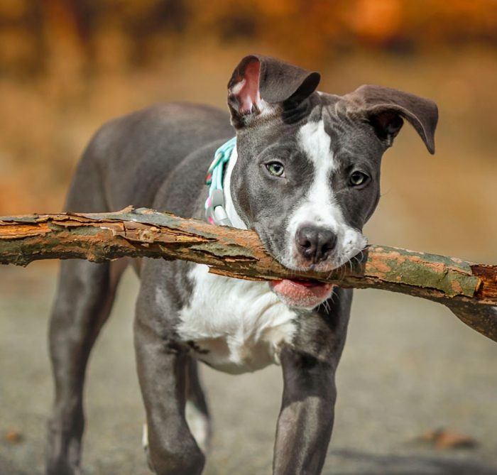 Los perros de raza potencialmente peligrosas deberán ser registrados