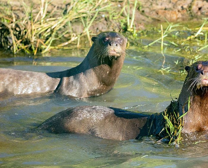 Reintroducen en los Esteros del Iberá a una nutria gigante traída desde Suecia Reintroducen en los Esteros del Iberá a una nutria gigante traída desde Suecia