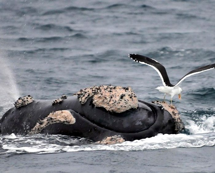 Un estudio indicó que la mayor cantidad de gaviotas genera más muertes de ballenas