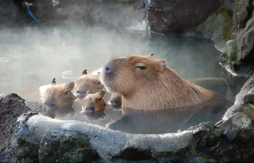 Japón ama a los carpinchos: tienen su animé, se bañan en aguas termales y les gustan las caricias