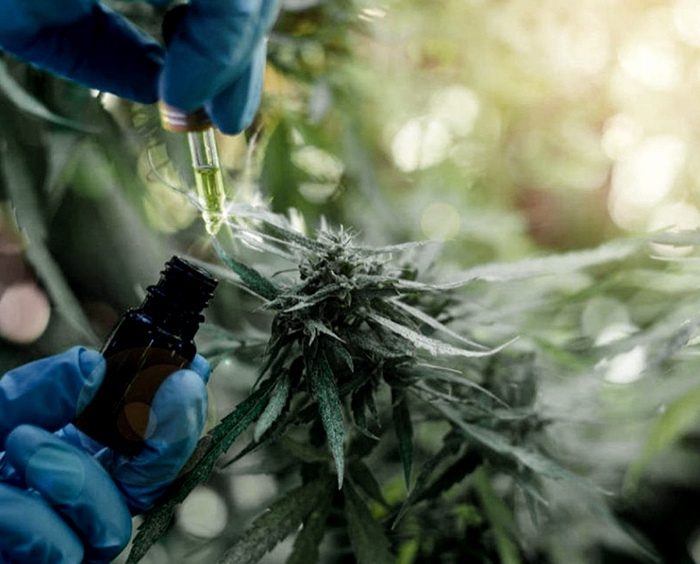 Las respuestas positivas del cannabis medicinal a la epilepsia refractaria superaron el 80% Las respuestas positivas del cannabis medicinal a la epilepsia refractaria superaron el 80%