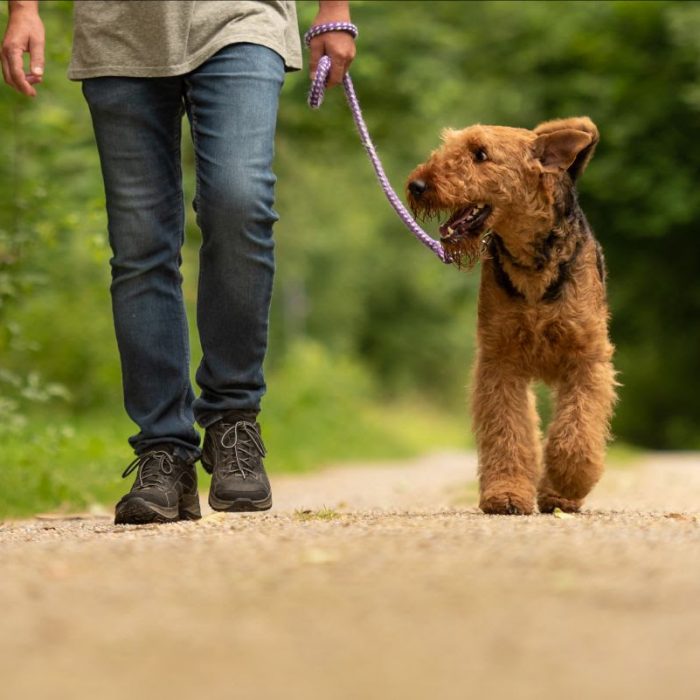 8 actividades recreativas que podemos realizar junto a nuestro perro al aire libre