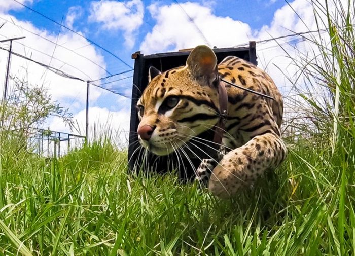 Buscan reintroducir el Ocelote en los Esteros del Iberá Buscan reintroducir el Ocelote en los Esteros del Iberá