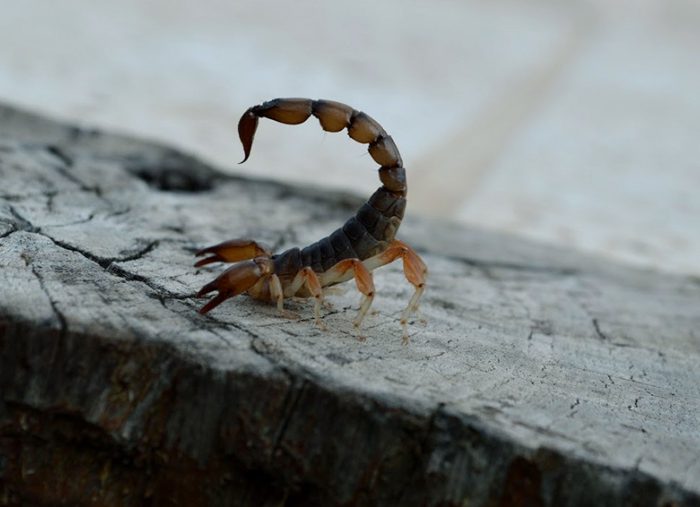Piden tomar recaudos para prevenir picaduras de alacranes y escorpiones ante el calor