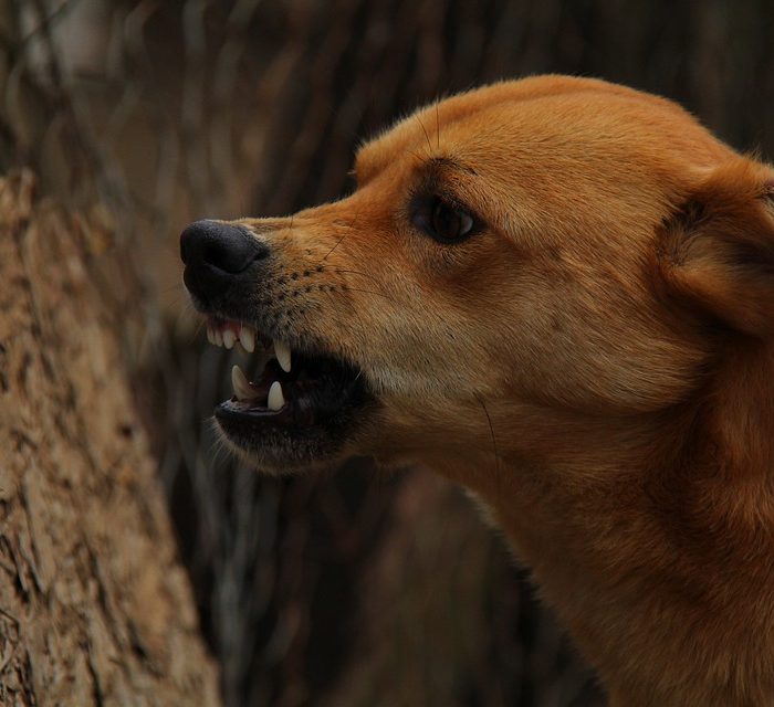Prevención de la rabia en humanos: cómo actuar ante la mordedura de un perro