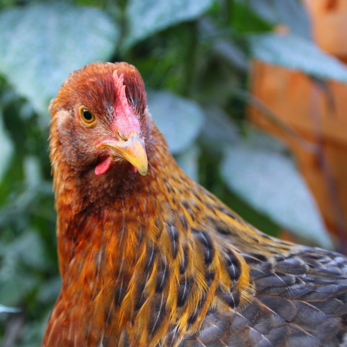 Recomendaciones ante la confirmación de casos de aves con influenza aviar