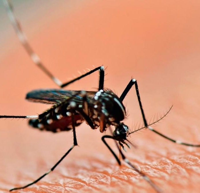En 2023 se registraron más de 134.000 casos de dengue y 68 muertes en el país