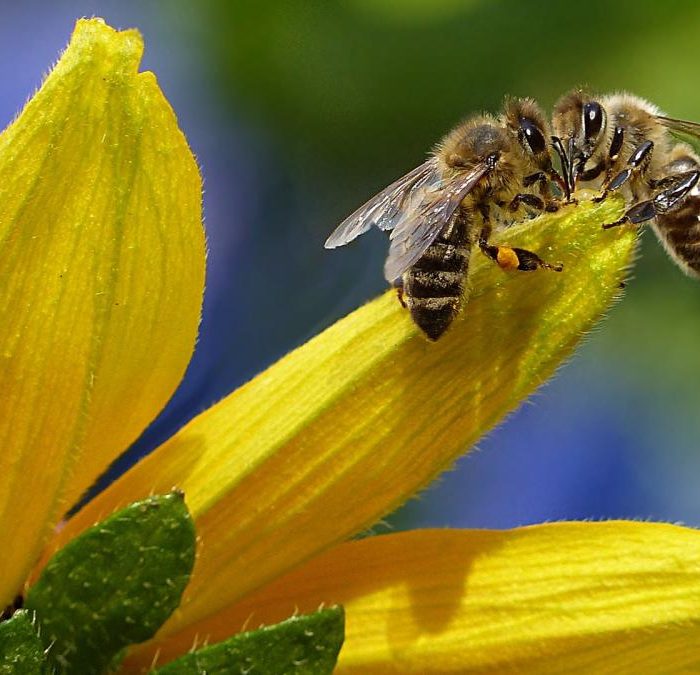 Desarrollan un método único en el mundo para dirigir abejas a zonas cultivadas específicas