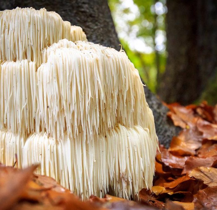 Hongos: el redescubrimiento terapéutico de un saber milenario
