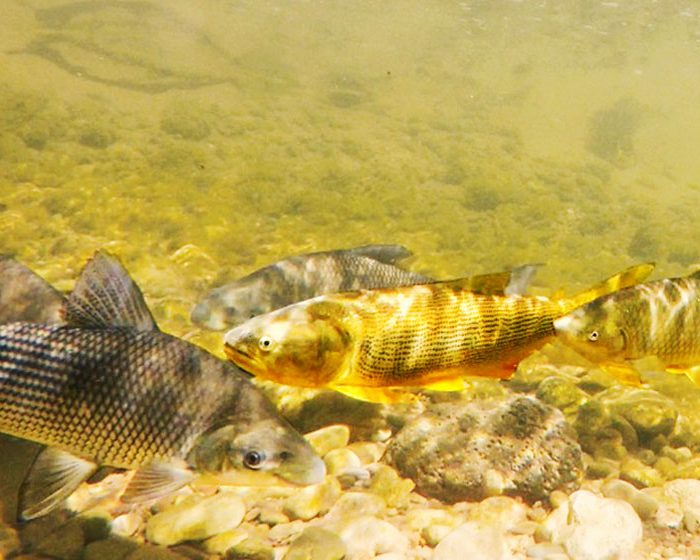 los efectos de un área protegida en la recuperación de tres especies de interés pesquero