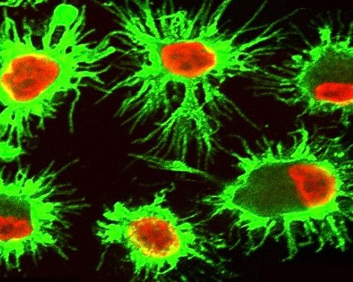 Descubren una estrategia de células del sistema inmune para sobrevivir en microambientes tumorales tóxicos