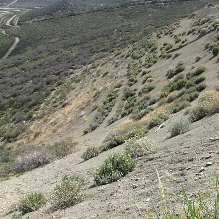 Utilizan plantas nativas para recuperar sitios afectados por actividad petrolera