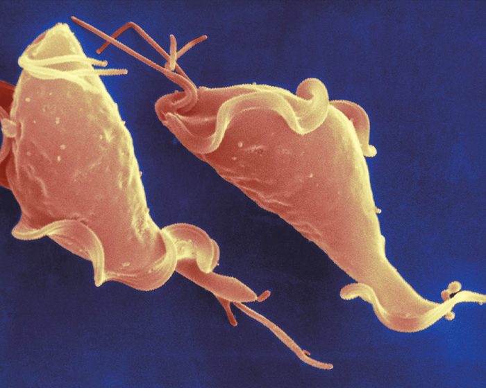 El desafío de combatir el avance de dos enfermedades parasitarias