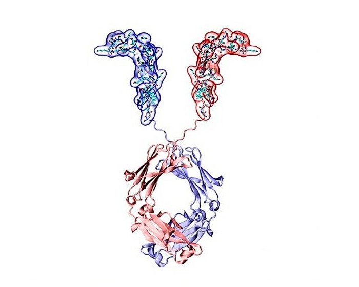 Cáncer de colon: demuestran el efecto antitumoral de una proteína descubierta por un equipo del CONICET