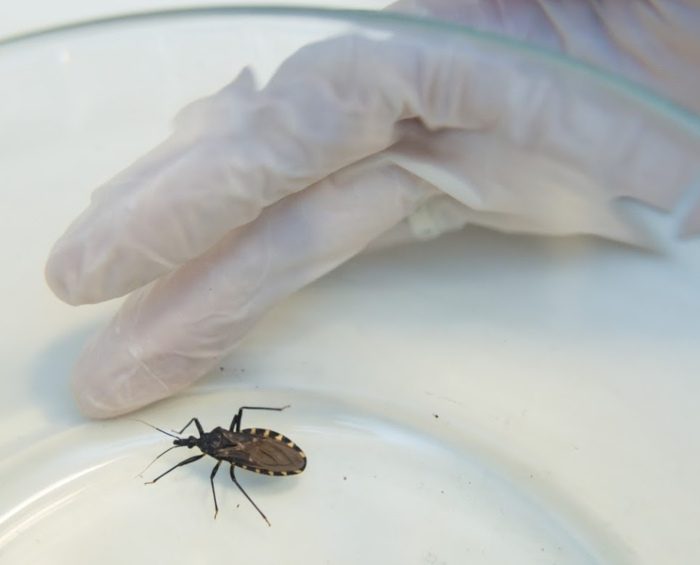 Un tratamiento corto evita la transmisión de Chagas durante el embarazo