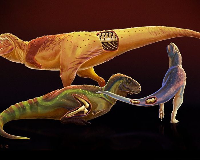 Identifican enfermedades en dinosaurios depredadores que vivieron en la Patagonia a fines del período Cretácico Identifican enfermedades en dinosaurios depredadores que vivieron en la Patagonia a fines del período Cretácico
