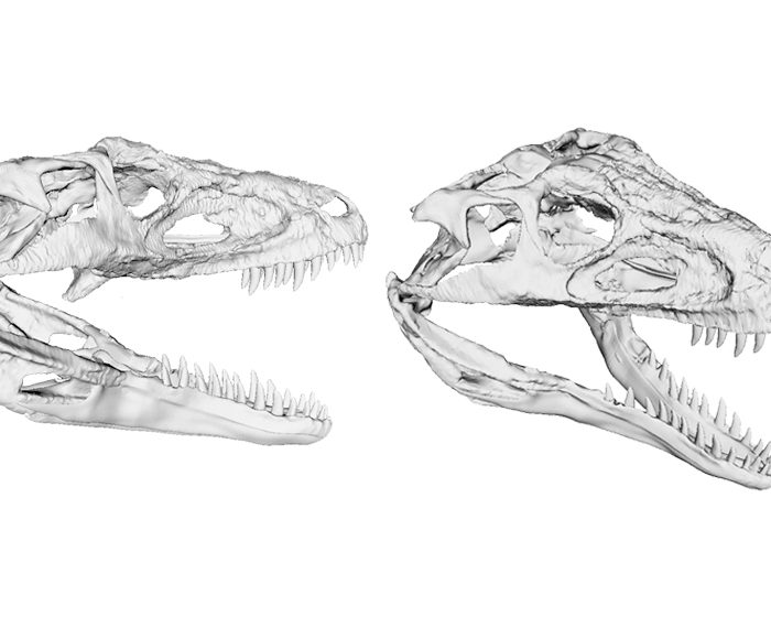 El estudio de la cabeza y el cerebro en 3D de un antepasado de los cocodrilos revela su forma de vida hace 237 millones de años