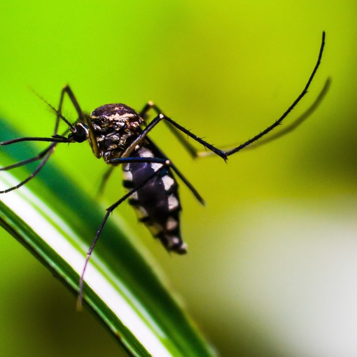 Enfatizan la importancia de sostener los cuidados para la prevención del Dengue