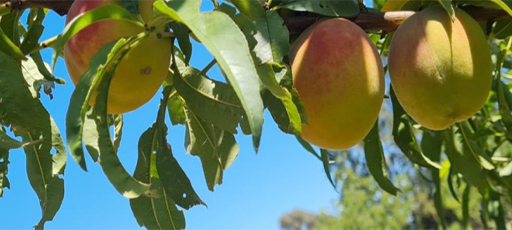 BioTango: aplicar inteligencia artificial para transformar la fruticultura