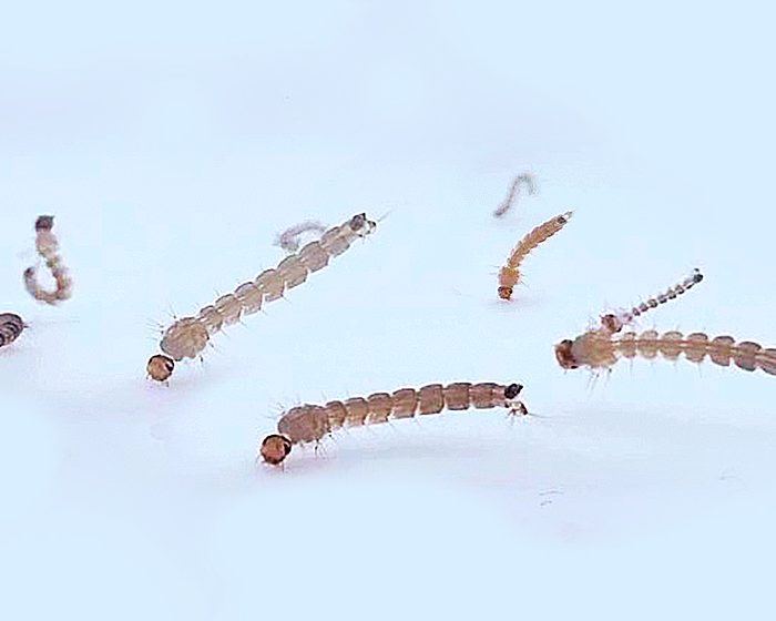 Las larvas del mosquito transmisor del dengue son capaces de “respirar” bajo el agua