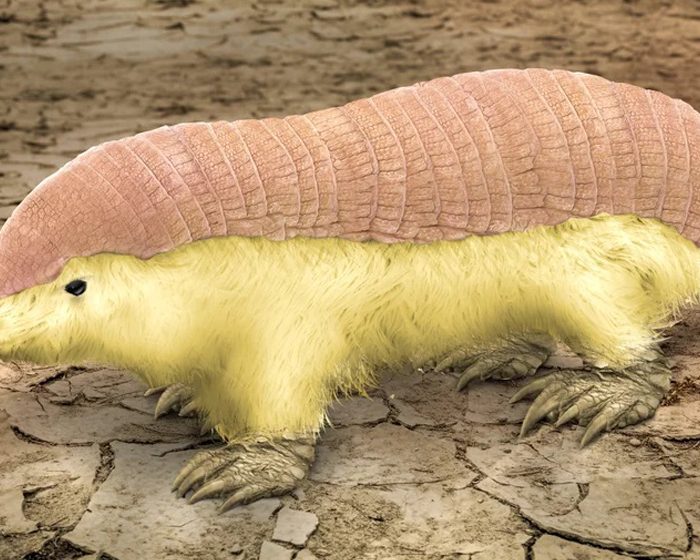 Investigan por primera vez la doble capa de piel que distingue a un extraño tipo de armadillo