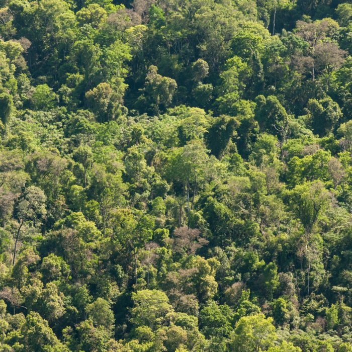 Cuánto carbono pueden almacenar los bosques nativos Cuánto carbono pueden almacenar los bosques nativos