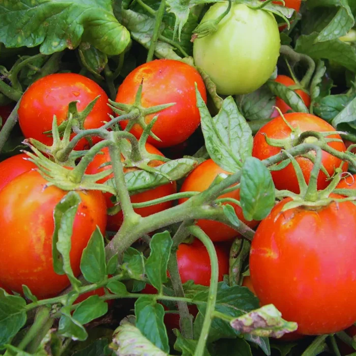 Los bioinsumos ganan terreno en la producción de tomate para industria