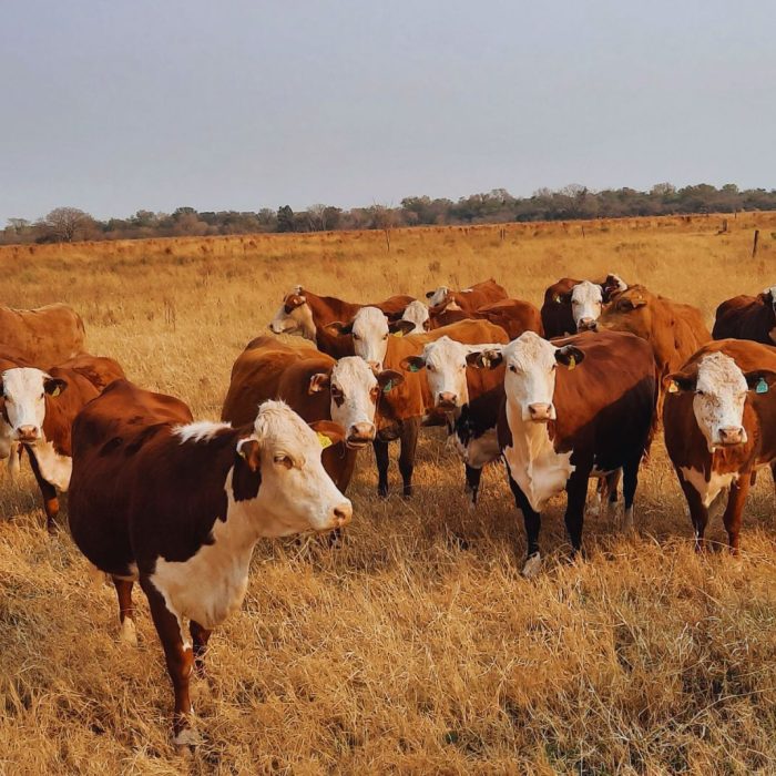 Rodeos de cría: pautas de manejo estratégico para el otoño
