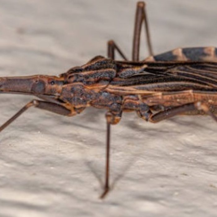 Chagas: la enfermedad silenciosa