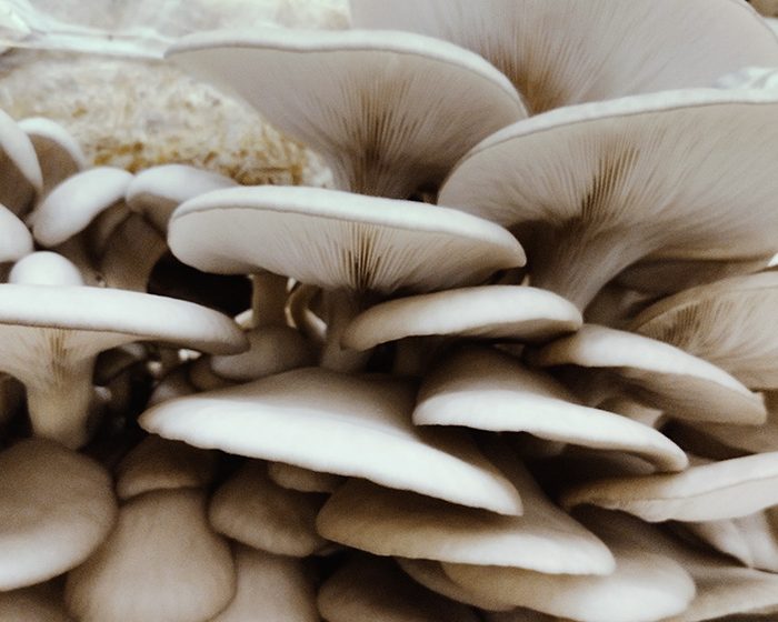 Logran incrementar la producción de un hongo comestible y generar biogás empleando los desechos de las cervecerías artesanales