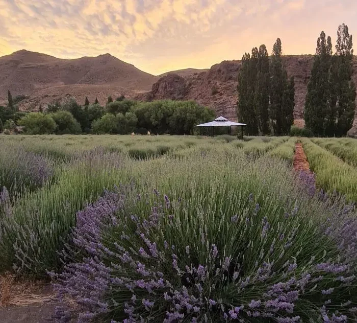 Lavandas del Limay: una experiencia de producción agroecológica