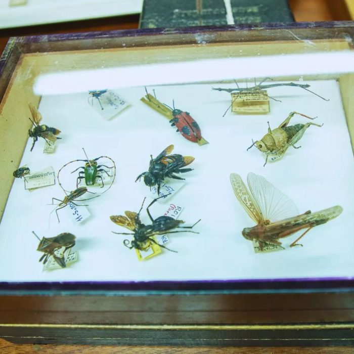 El INTA conserva más de 10 mil ejemplares de insectos El INTA conserva más de 10 mil ejemplares de insectos