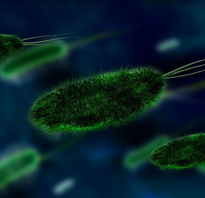 Las bacterias intestinales pueden influir en la eficacia de la inmunoterapia y la quimioterapia Las bacterias intestinales pueden influir en la eficacia de la inmunoterapia y la quimioterapia