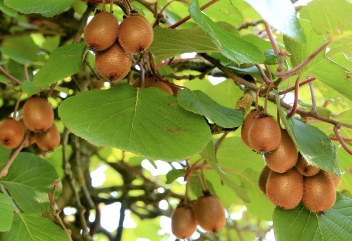 El kiwi como faro de colaboración y sustentabilidad en el sudeste bonaerense El kiwi como faro de colaboración y sustentabilidad en el sudeste bonaerense
