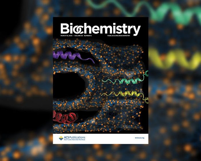 Describen el rol clave de una proteína en la formación de células musculares