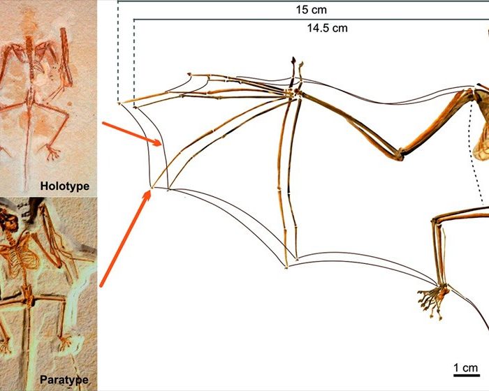 Cómo comenzaron a volar los murciélagos: la investigación abre la puerta al desarrollo de drones más sofisticados