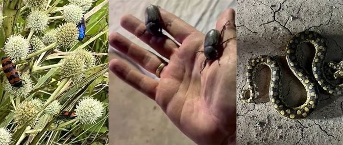 En busca del escarabajo perdido